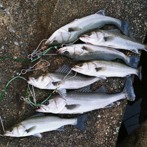 本間釣具店 フィッシャーズ 新潟 富山 石川 福井の釣り情報 通販 レンタル