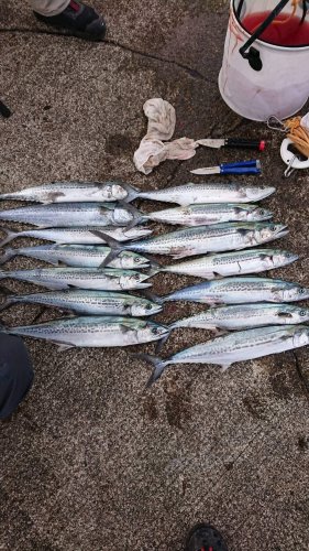 本間釣具店 フィッシャーズ 新潟 富山 石川 福井の釣り情報 通販 レンタル
