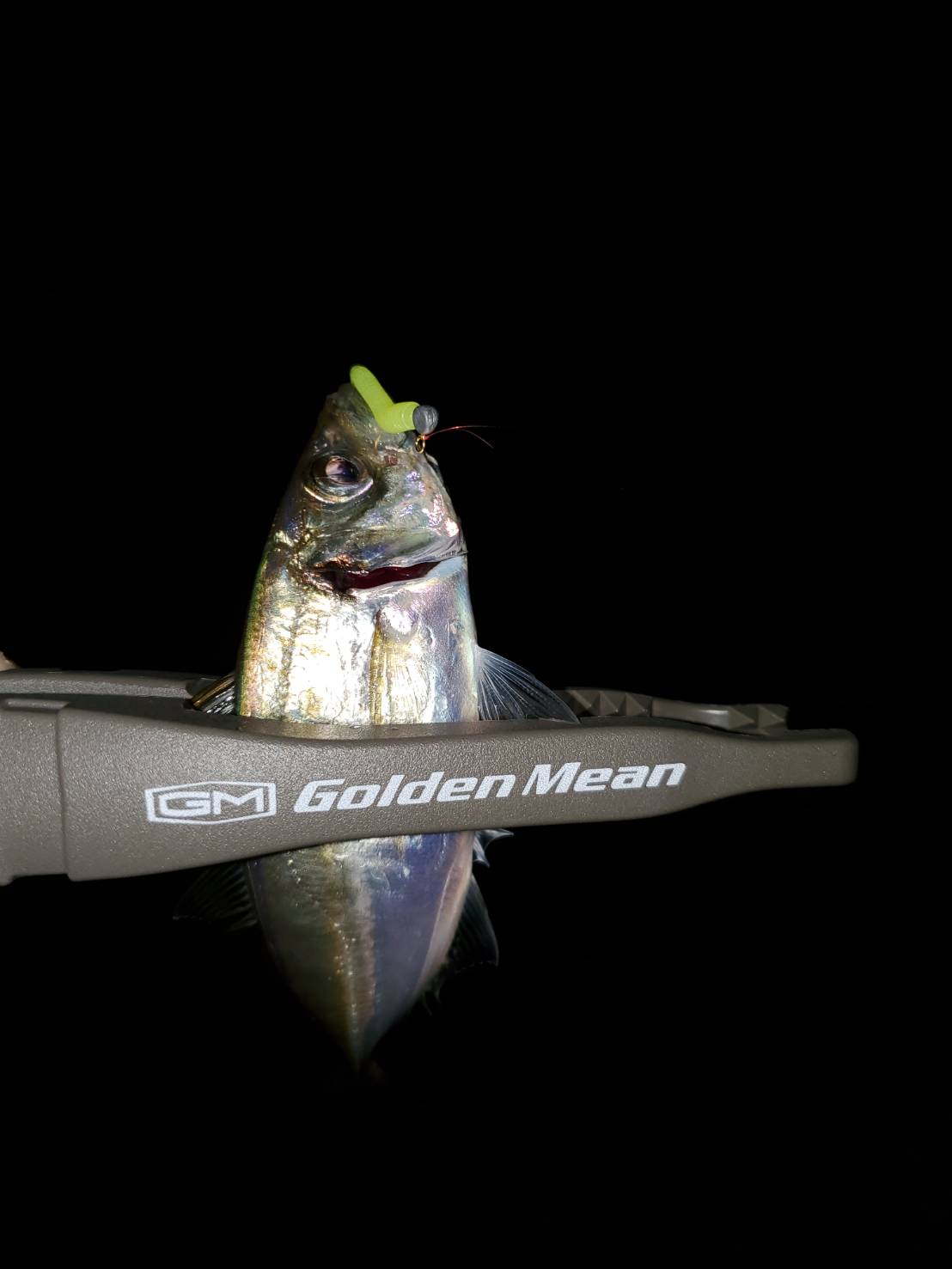 本間釣具店 フィッシャーズ 新潟 富山 石川 福井の釣り情報 通販 レンタル