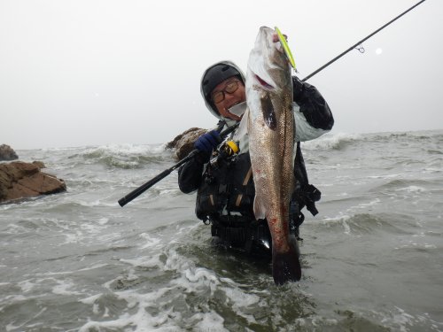 本間釣具店 フィッシャーズ 新潟 富山 石川 福井の釣り情報 通販 レンタル