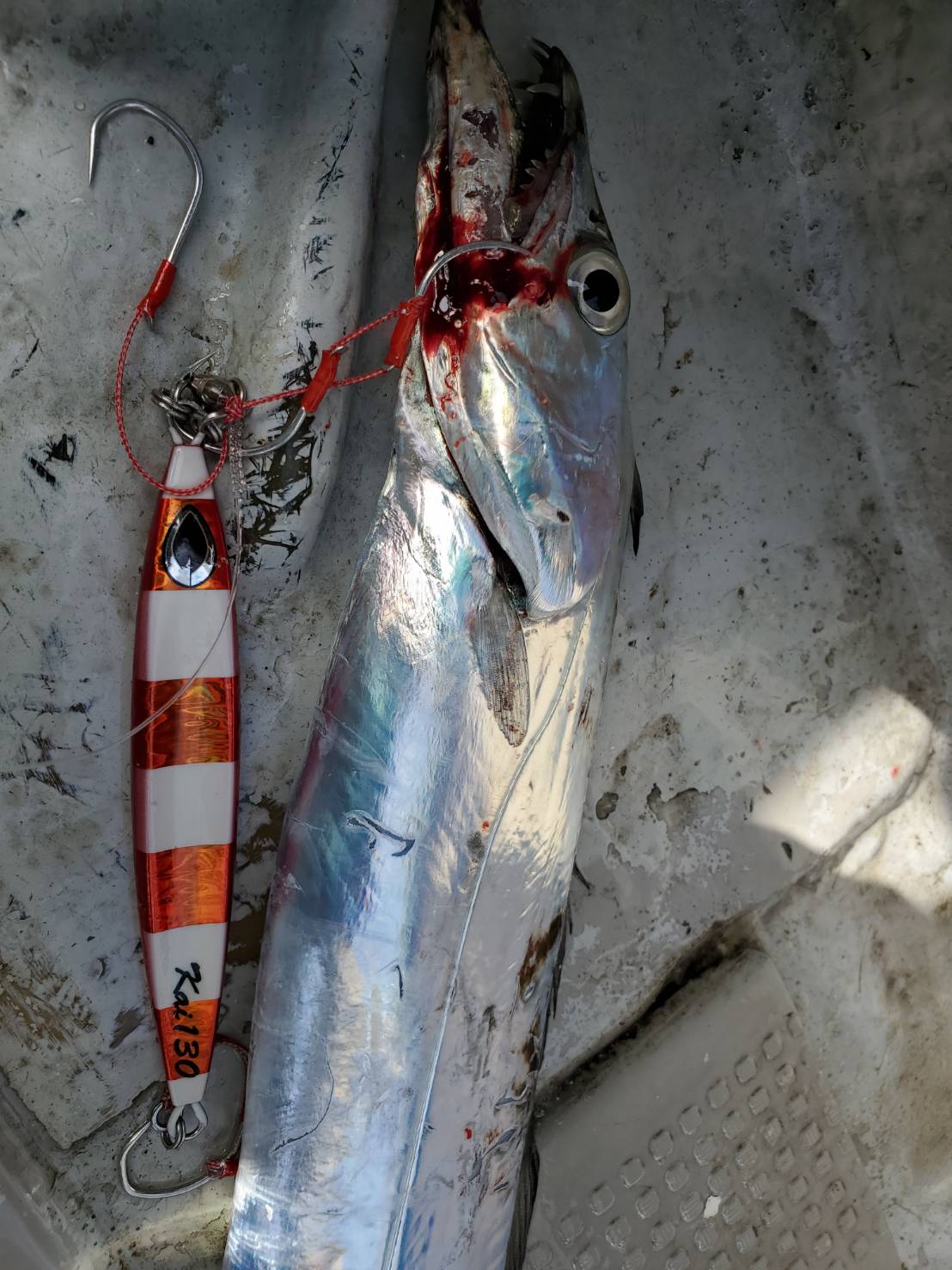 本間釣具店 フィッシャーズ 新潟 富山 石川 福井の釣り情報 通販 レンタル