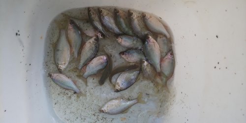 本間釣具店 フィッシャーズ 新潟 富山 石川 福井の釣り情報 通販
