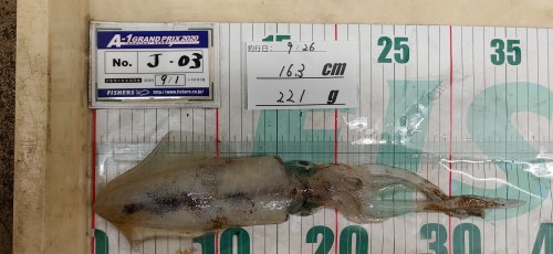 本間釣具店 フィッシャーズ 新潟 富山 石川 福井の釣り情報 通販 レンタル