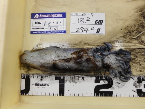 本間釣具店 フィッシャーズ 新潟 富山 石川 福井の釣り情報 通販 レンタル