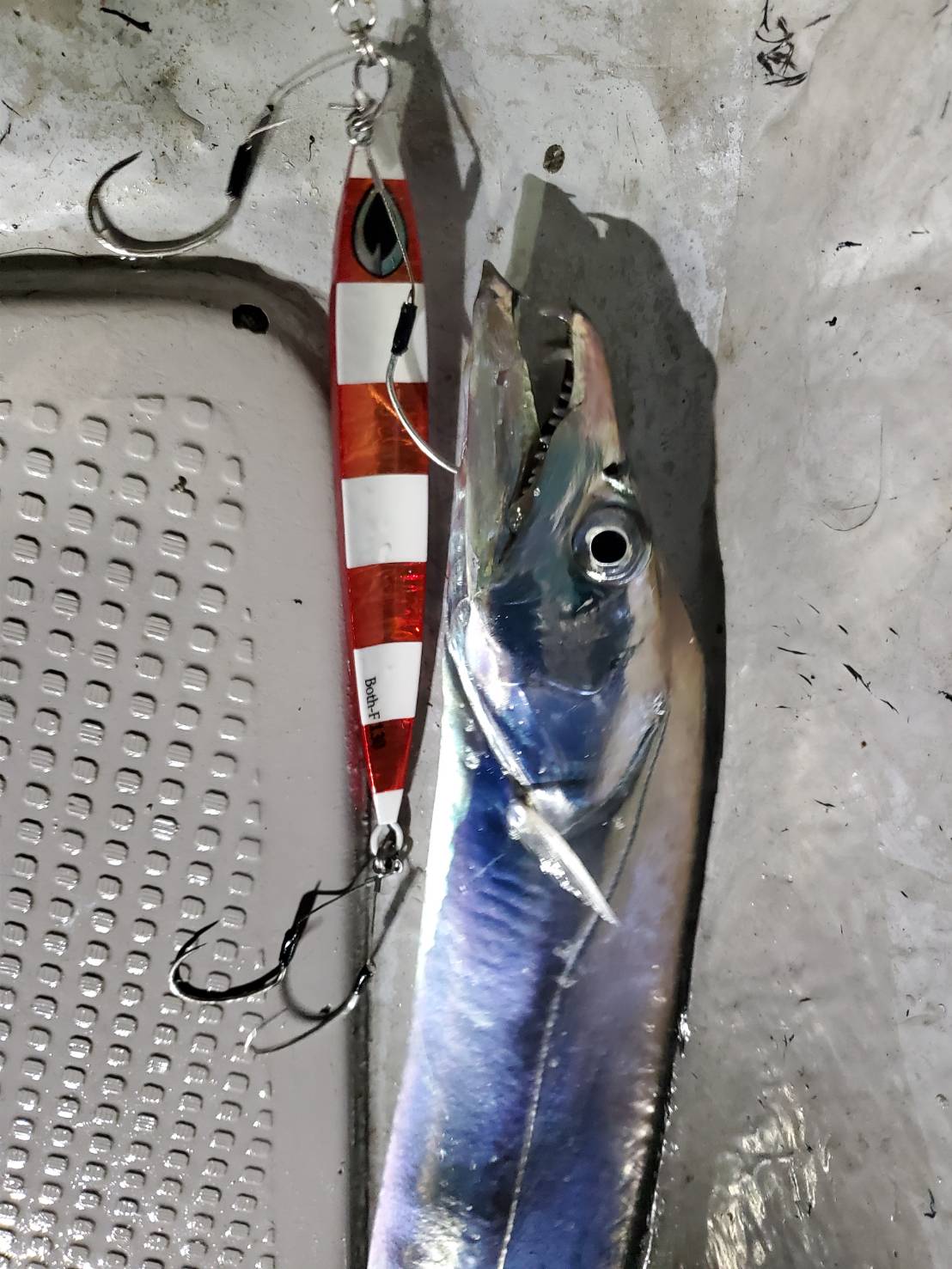 本間釣具店 フィッシャーズ 新潟 富山 石川 福井の釣り情報 通販 レンタル