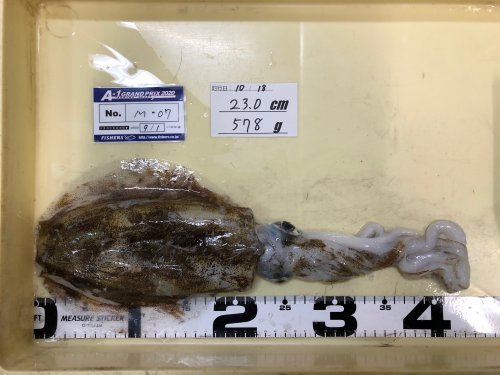 本間釣具店 フィッシャーズ 新潟 富山 石川 福井の釣り情報 通販 レンタル