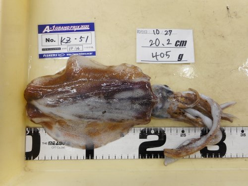 本間釣具店 フィッシャーズ 新潟 富山 石川 福井の釣り情報 通販 レンタル