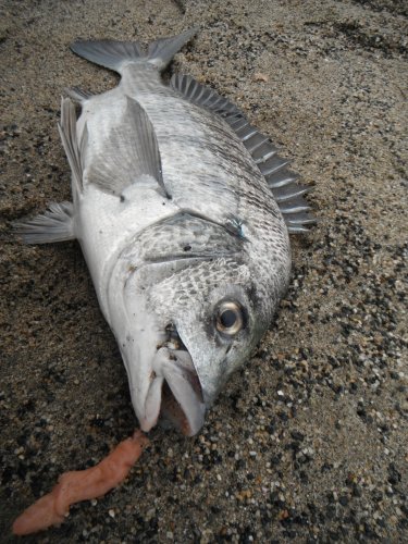 本間釣具店 フィッシャーズ 新潟 富山 石川 福井の釣り情報 通販 レンタル