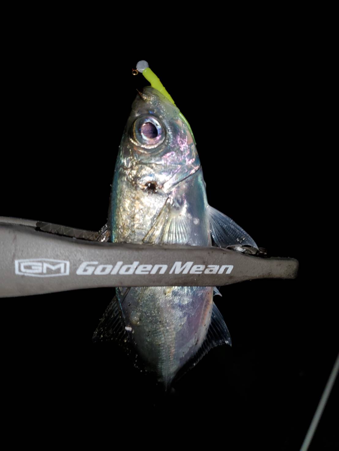 本間釣具店 フィッシャーズ 新潟 富山 石川 福井の釣り情報 通販 レンタル