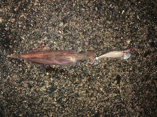 本間釣具店 フィッシャーズ 新潟 富山 石川 福井の釣り情報 通販 レンタル