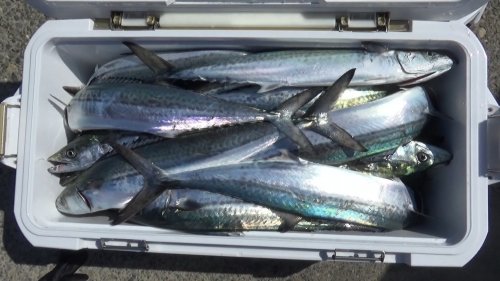 本間釣具店 フィッシャーズ 新潟 富山 石川 福井の釣り情報 通販 レンタル