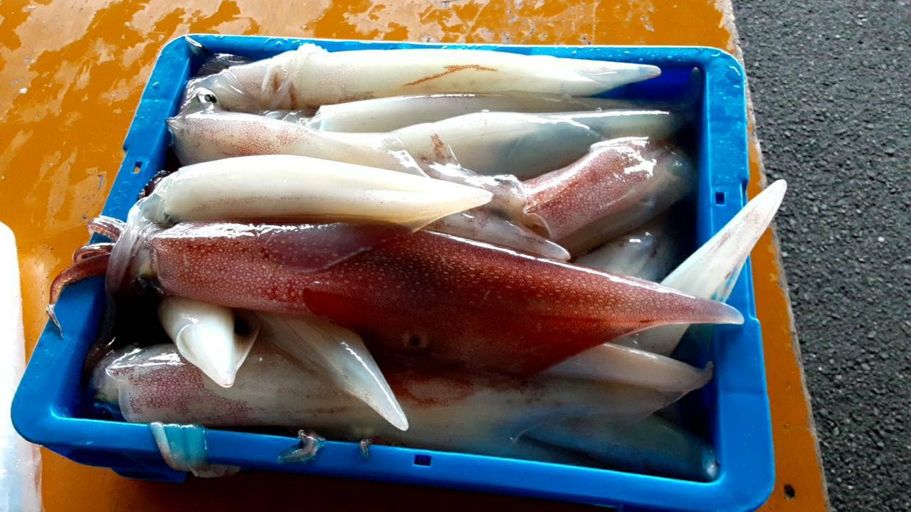 本間釣具店 フィッシャーズ 新潟 富山 石川 福井の釣り情報 通販 レンタル