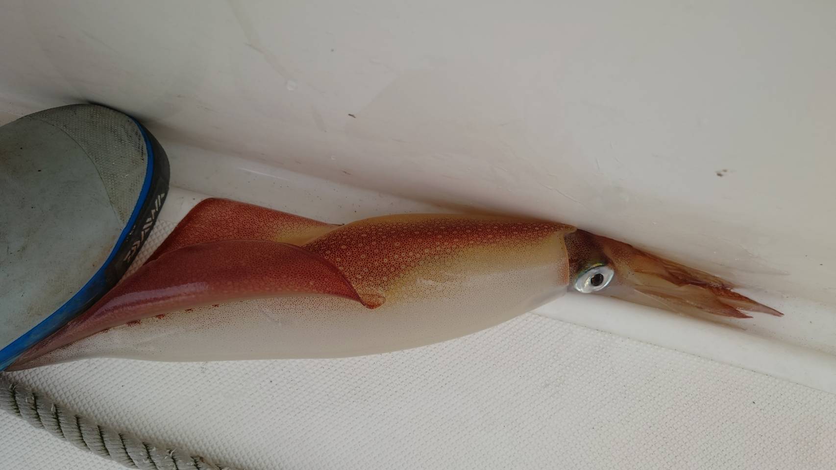 本間釣具店 フィッシャーズ 新潟 富山 石川 福井の釣り情報 通販 レンタル