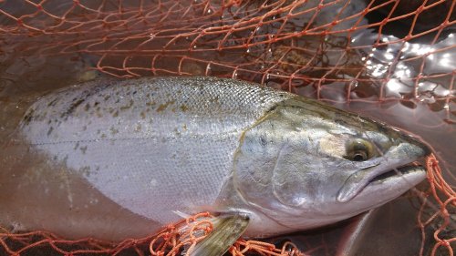 本間釣具店 フィッシャーズ 新潟 富山 石川 福井の釣り情報 通販 レンタル