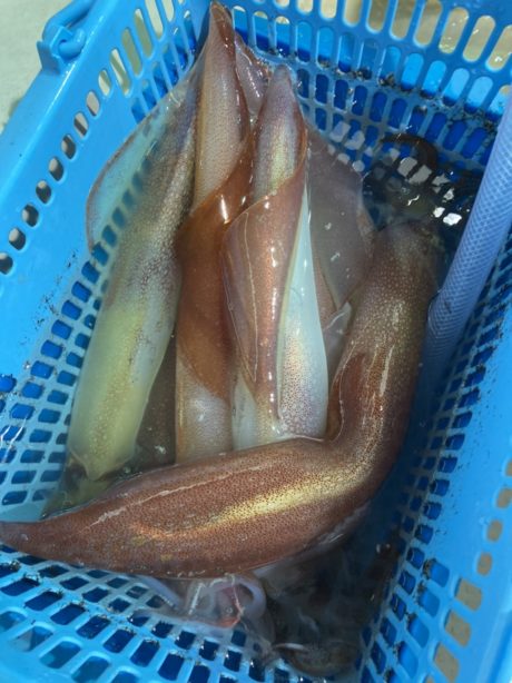 本間釣具店 フィッシャーズ 新潟 富山 石川 福井の釣り情報 通販 レンタル