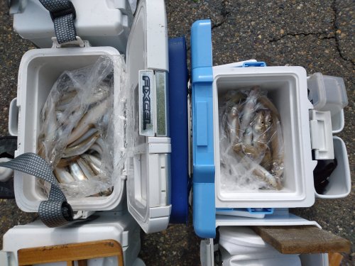 本間釣具店 フィッシャーズ 新潟 富山 石川 福井の釣り情報 通販 レンタル