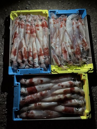 本間釣具店 フィッシャーズ 新潟 富山 石川 福井の釣り情報 通販 レンタル