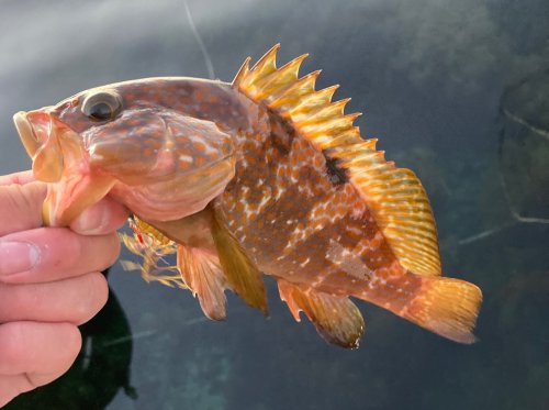 本間釣具店 フィッシャーズ 新潟 富山 石川 福井の釣り情報 通販 レンタル