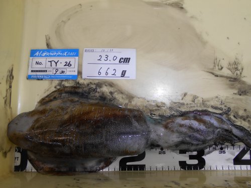 本間釣具店 フィッシャーズ 新潟 富山 石川 福井の釣り情報 通販 レンタル