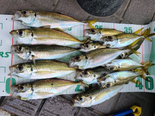 本間釣具店 フィッシャーズ 新潟 富山 石川 福井の釣り情報 通販 レンタル