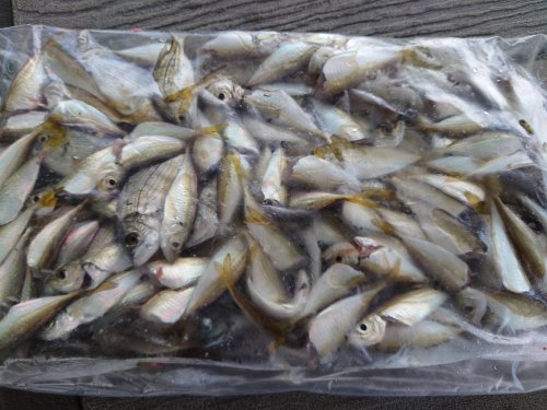 本間釣具店 フィッシャーズ 新潟 富山 石川 福井の釣り情報 通販 レンタル