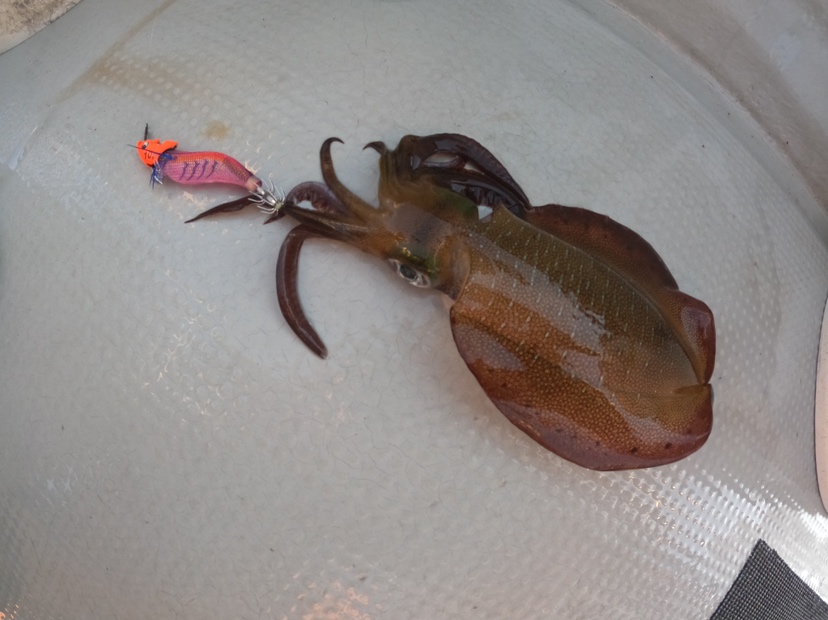 本間釣具店 フィッシャーズ 新潟 富山 石川 福井の釣り情報 通販 レンタル