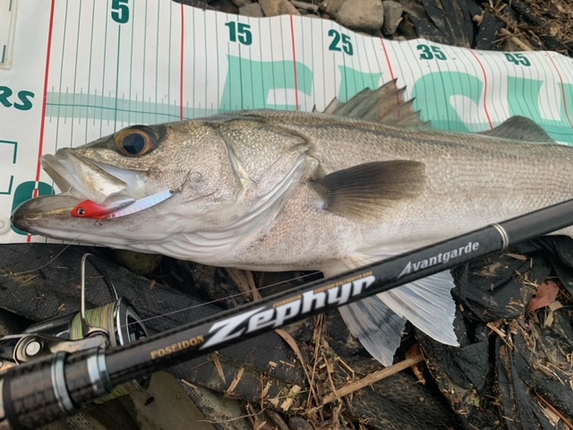 剛樹 スーパーGアクア リミテッド 全長 2m ワンピース