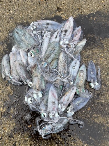 本間釣具店・フィッシャーズ｜新潟・富山・石川・福井の釣り情報・通販