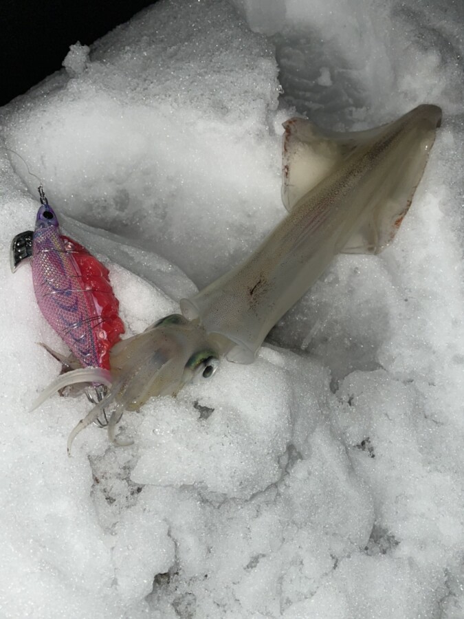 本間釣具店 フィッシャーズ 新潟 富山 石川 福井の釣り情報 通販 レンタル