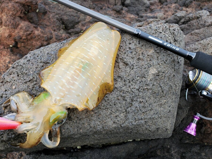 能登外浦の釣り