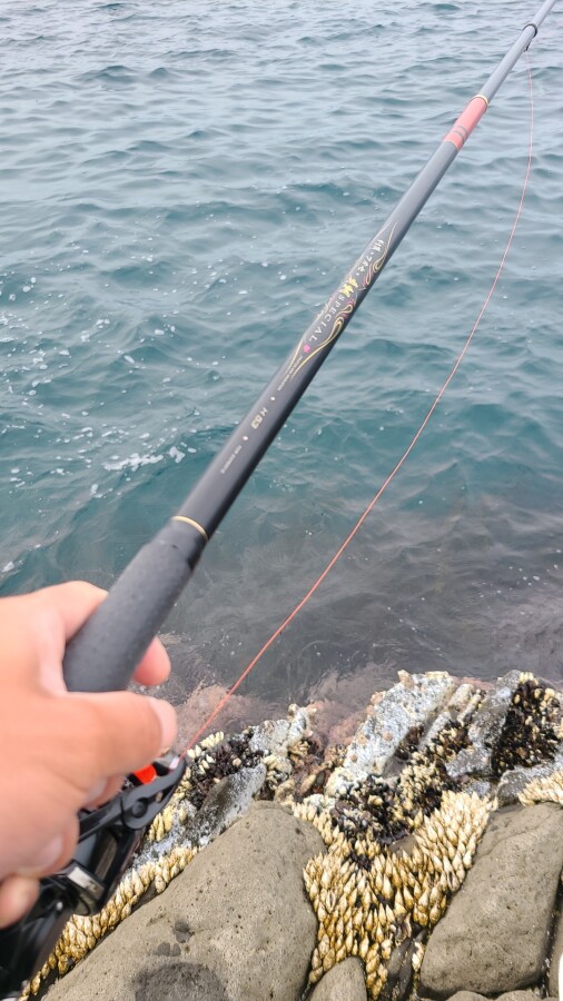 がまかつ がま磯フカセ真鯛H53 本間釣具店・フィッシャーズ｜新潟