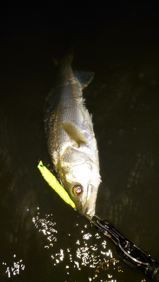 本間釣具店 フィッシャーズ 新潟 富山 石川 福井の釣り情報 通販 レンタル