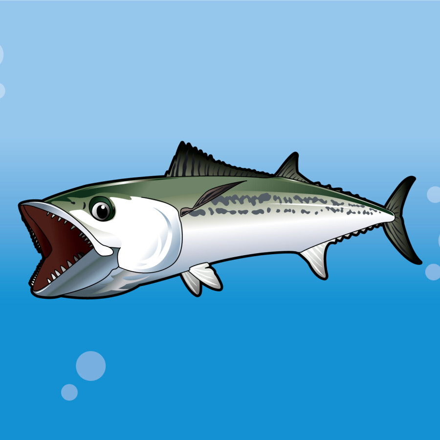 本間釣具店・フィッシャーズ｜新潟・富山・石川・福井の釣り情報・通販