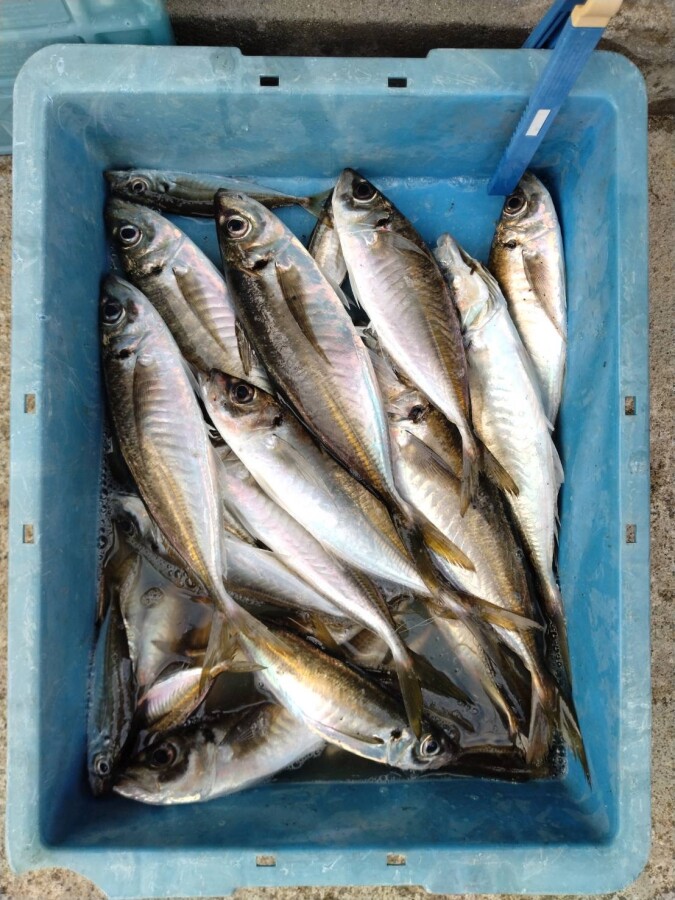 本間釣具店・フィッシャーズ｜新潟・富山・石川・福井の釣り情報・通販