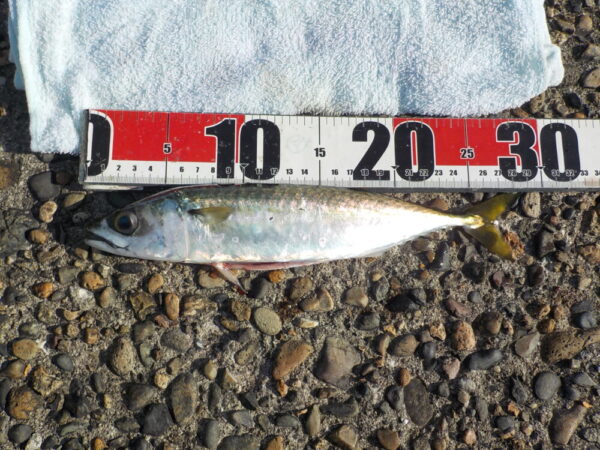 本間釣具店・フィッシャーズ｜新潟・富山・石川・福井の釣り情報・通販