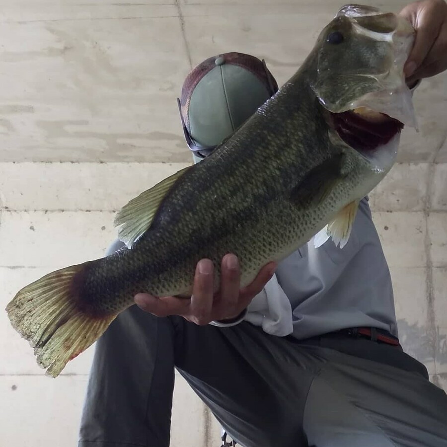 本間釣具店 フィッシャーズ 新潟 富山 石川 福井の釣り情報 通販 レンタル