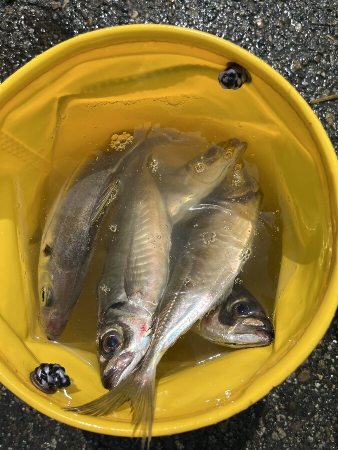 本間釣具店・フィッシャーズ｜新潟・富山・石川・福井の釣り情報・通販