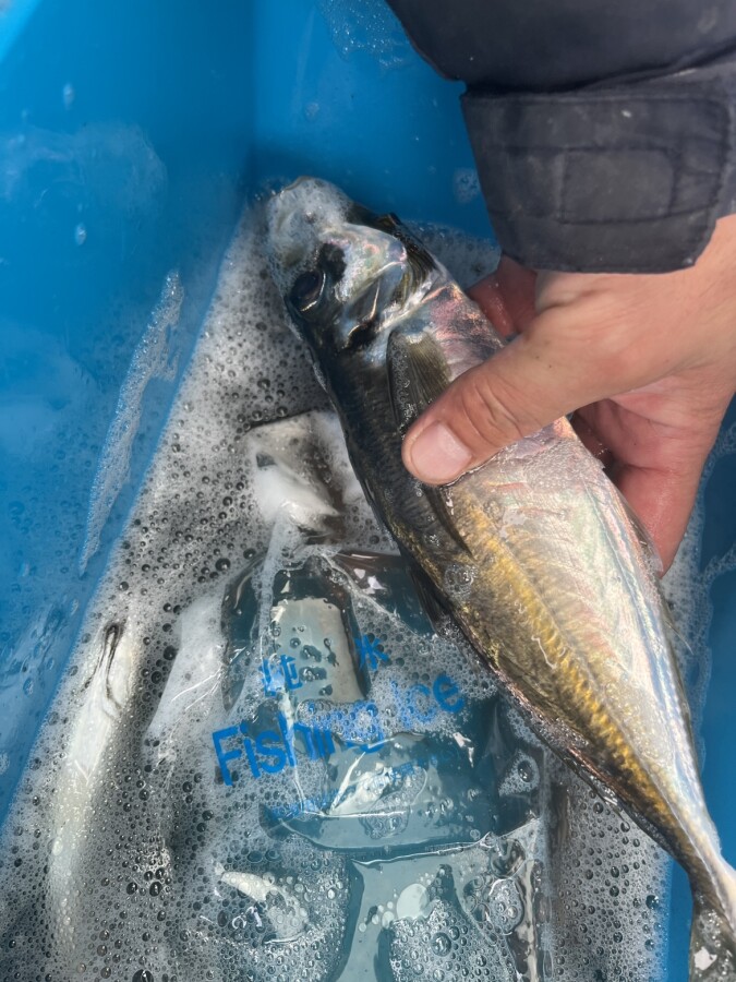 本間釣具店・フィッシャーズ｜新潟・富山・石川・福井の釣り情報・通販