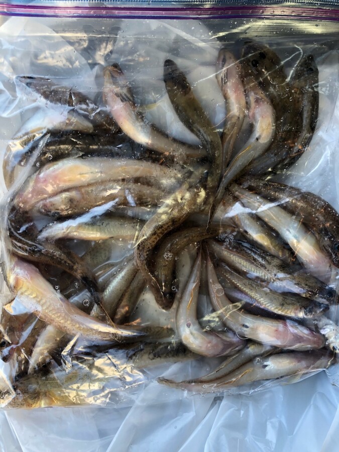 本間釣具店 フィッシャーズ 新潟 富山 石川 福井の釣り情報 通販 レンタル