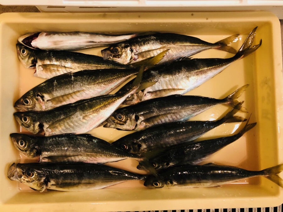 本間釣具店 フィッシャーズ 新潟 富山 石川 福井の釣り情報 通販 レンタル