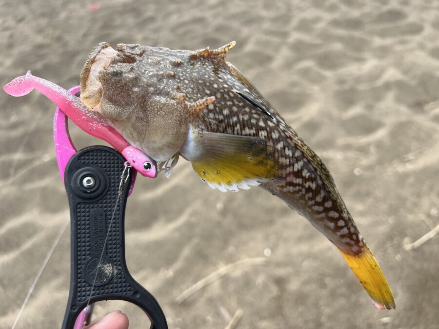 本間釣具店・フィッシャーズ｜新潟・富山・石川・福井の釣り情報・通販