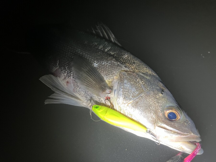 猛暑でも釣りに行きたい！Fishman防虫クイックドライパーカーが