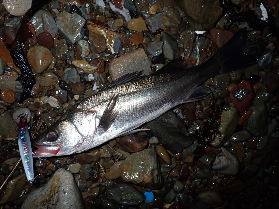 本間釣具店 フィッシャーズ 新潟 富山 石川 福井の釣り情報 通販 レンタル