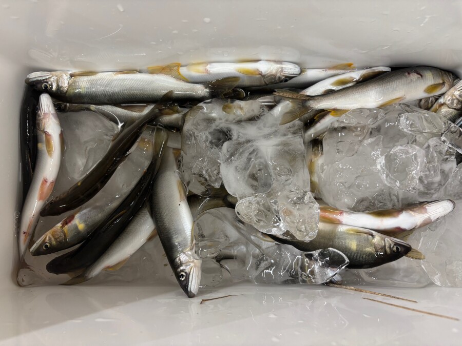 本間釣具店・フィッシャーズ｜新潟・富山・石川・福井の釣り情報・通販
