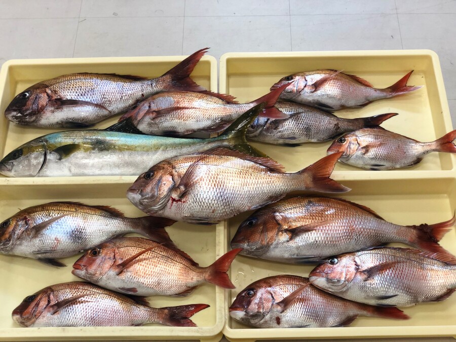 本間釣具店 フィッシャーズ 新潟 富山 石川 福井の釣り情報 通販 レンタル