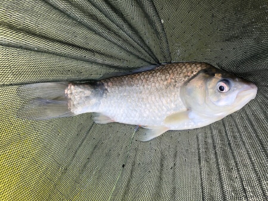 本間釣具店 フィッシャーズ 新潟 富山 石川 福井の釣り情報 通販 レンタル