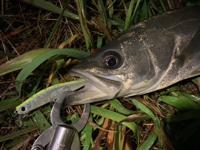 本間釣具店 フィッシャーズ 新潟 富山 石川 福井の釣り情報 通販 レンタル