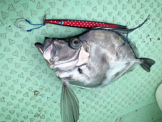 再×14入荷 オクマ KOMODO SS KDS273 タイラバ 青物ジギング スロー