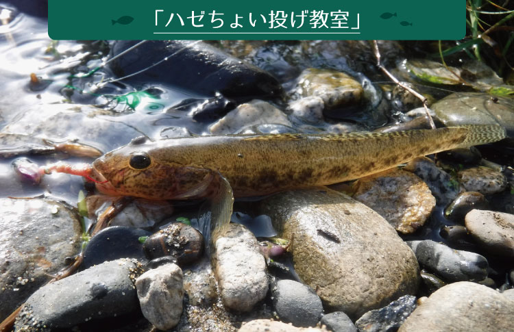 ハゼってどんな魚？