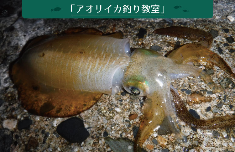 釣れないときは？